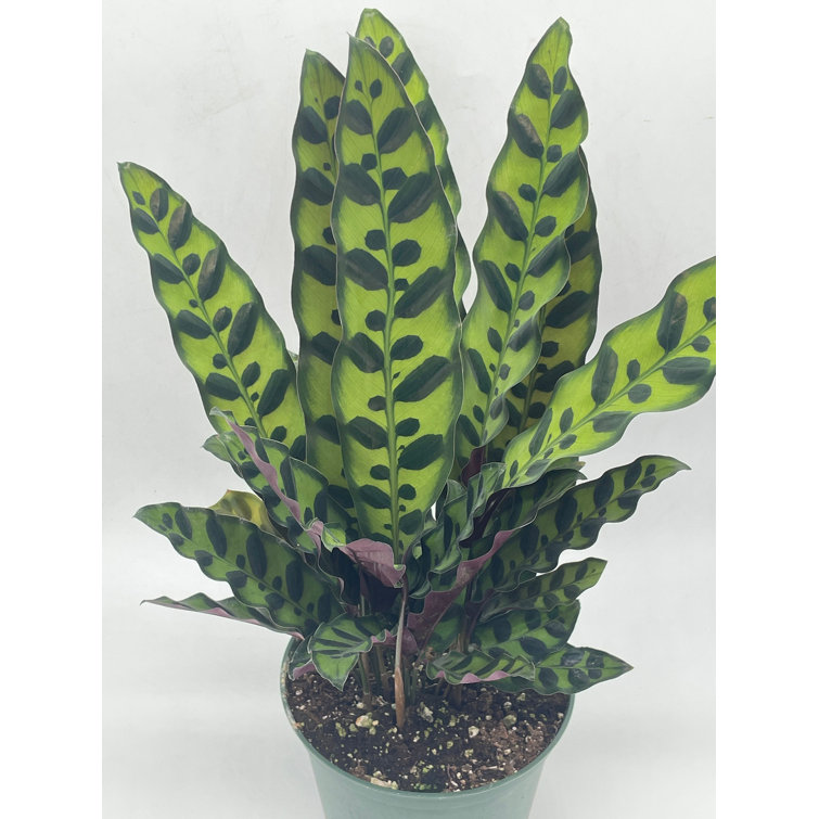 Florida House Plants Live Plant in Pot Wayfair